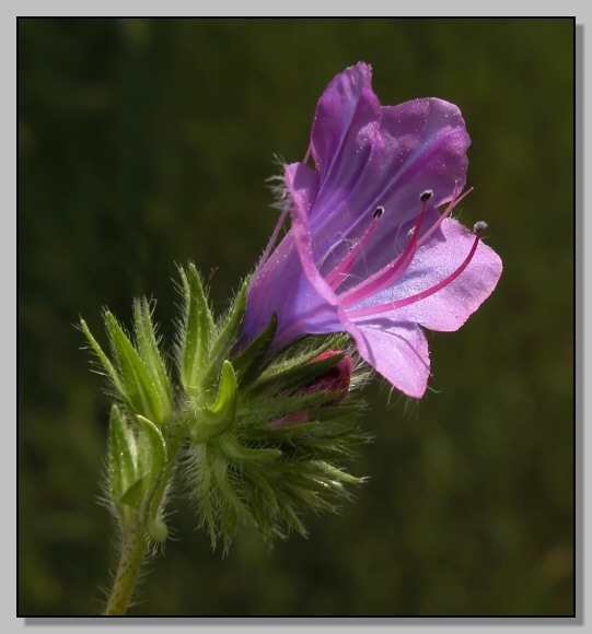 Borago, galactites, lagarus e altro